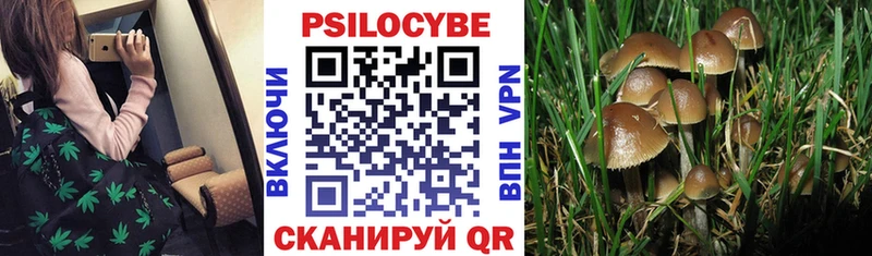 Галлюциногенные грибы Psilocybine cubensis  Весьегонск 
